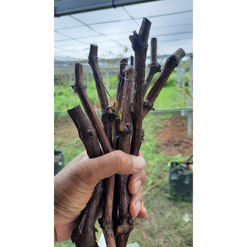 paket cutting anggur import jenis jupiter 10btng