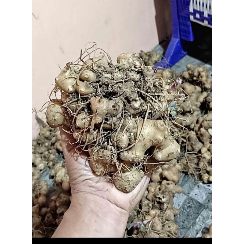 

⭐⭐⭐umbi dewa/umbi samsit segar 250 gram