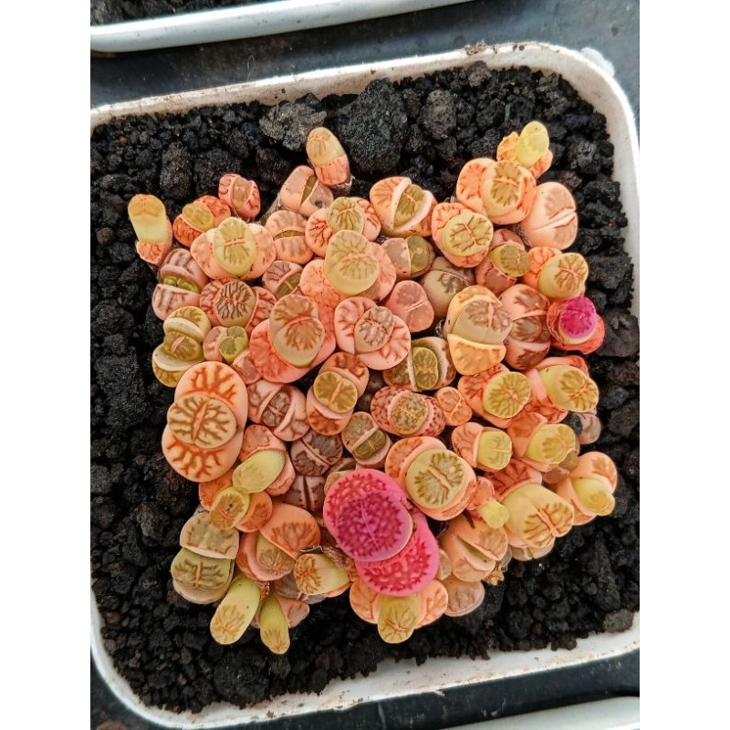 lithops mix kikku pot 7cm