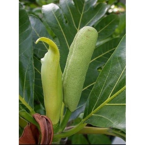 Buah Babal - Nangka Muda - Obat Diabetes dan Diare