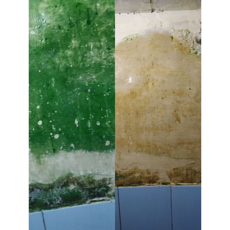 Promo Pembasmi lumut mantab