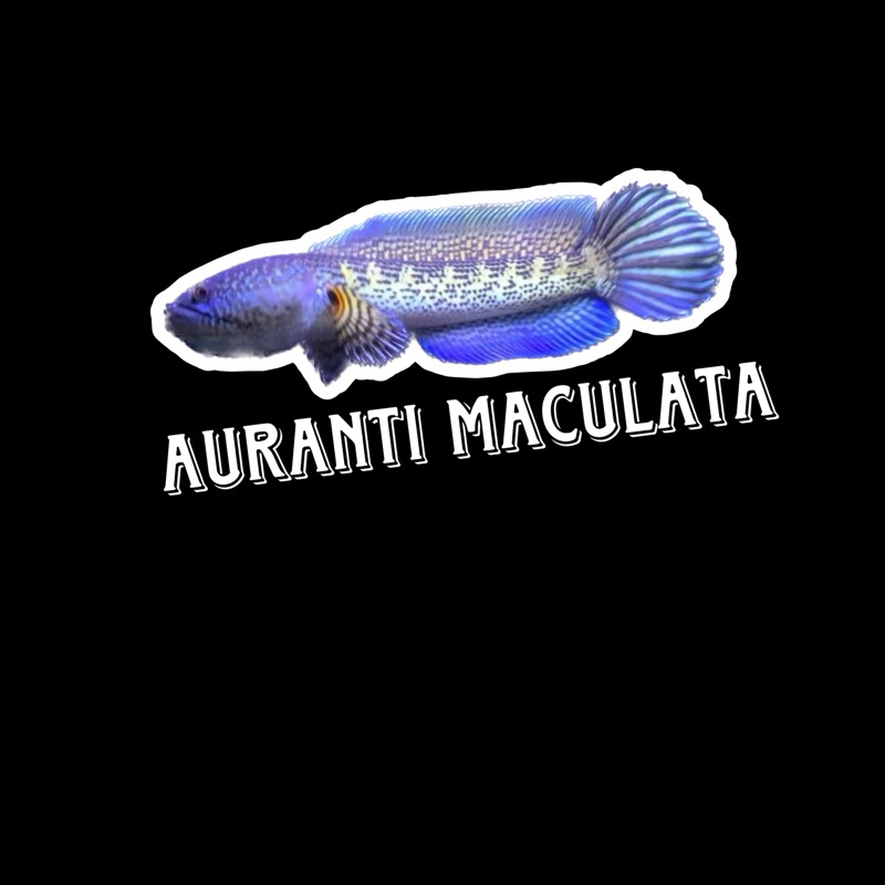 Channa Aurantii 20-24cm