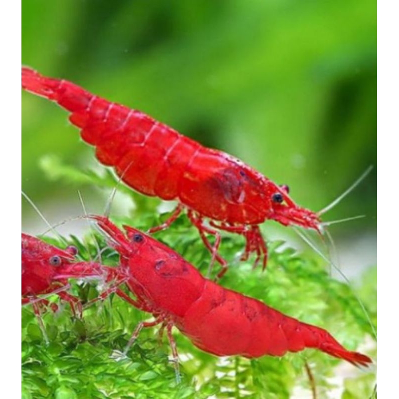 

udang hias bloody mary