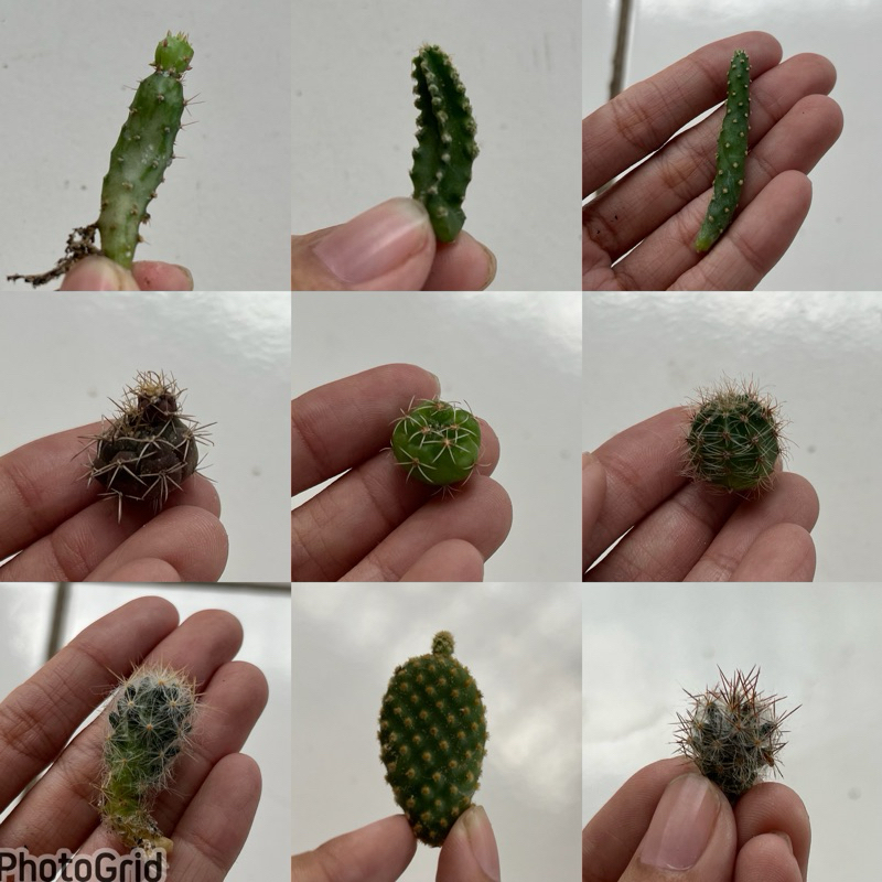 Baby Kaktus Bibit Kaktus Kaktus Ownroot potelan Kaktus Mini Kaktus Hidup Kaktus Sukulen Kaktus Hidup