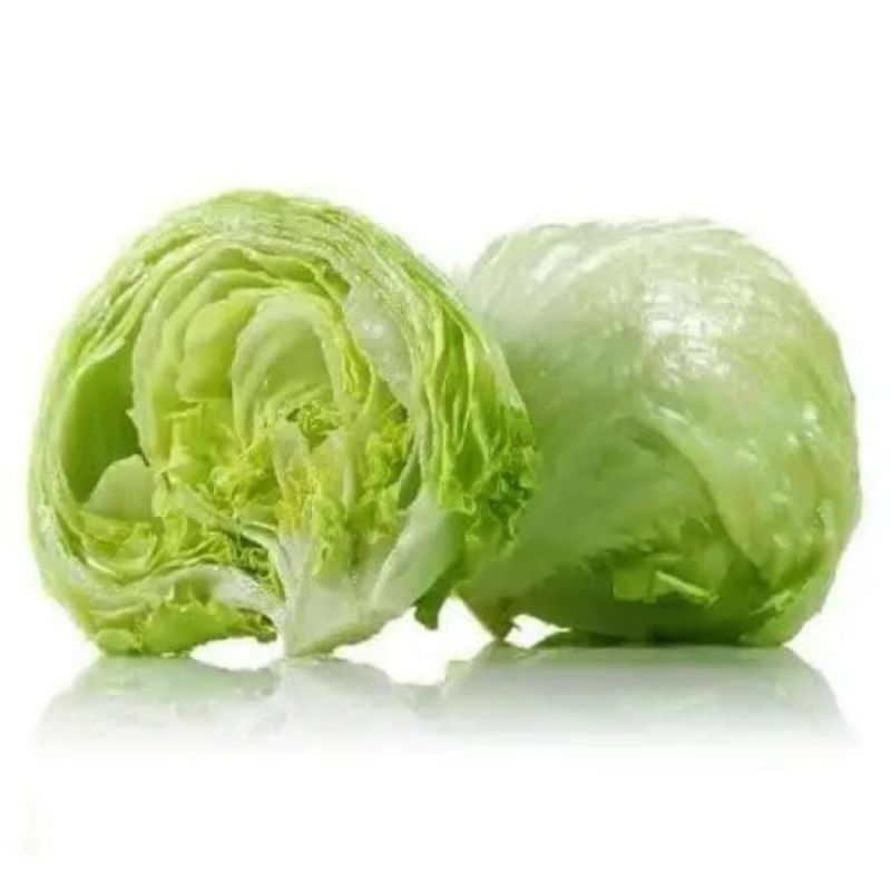 

lettuce head salada fresh langsung petik dari kebun