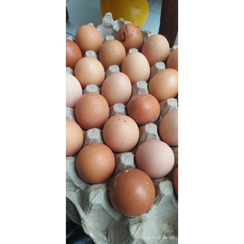 

Telur Ayam Negeri 500gram