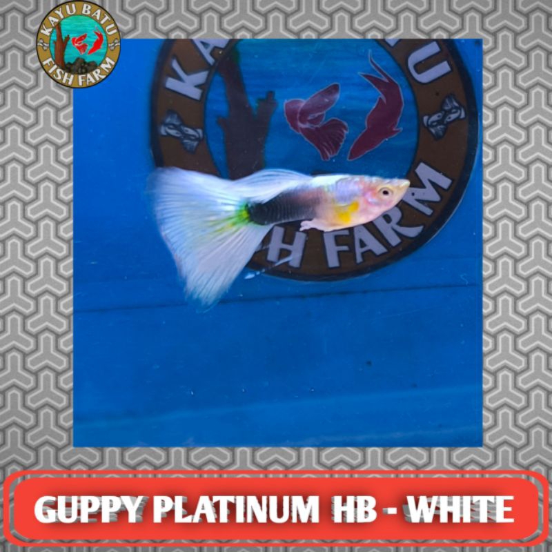 GAMBAR IKAN..GUPPY..PLATINUM..HB-WHITE