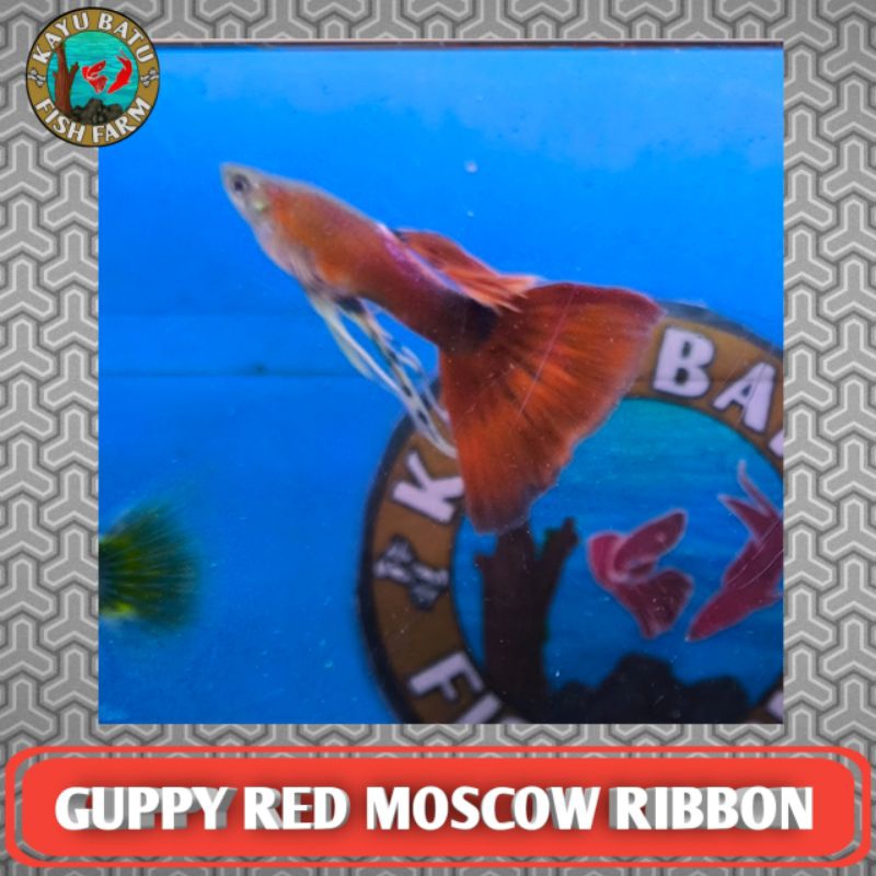 GAMBAR..IKAN..GUPPY..RED..MOSCOW..RIBBON