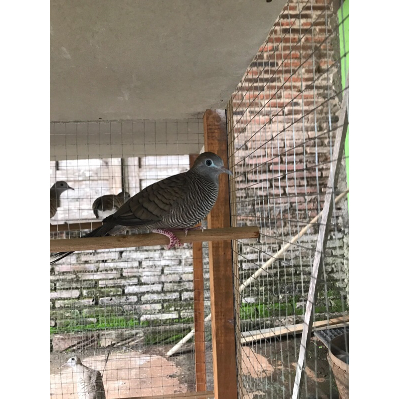perkutut cemani majapahit murah ori berkwalitas jawa bali lampung mojopahit