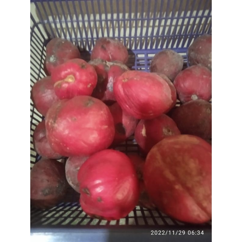 

buah mahkota dewa segar per 500 gr