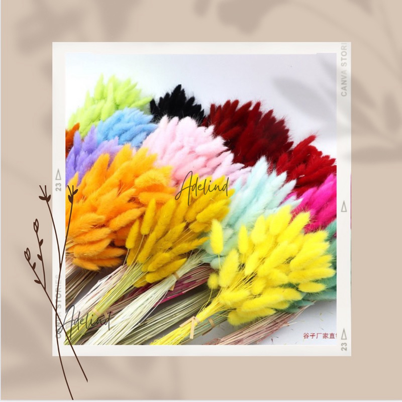 bunnytails 50 tangkai /lagurus  / driedflower/ bunga kering / lagurus