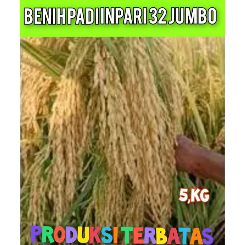 (Cod promo 11:11) Benih Padi Inpari 32 Jumbo Premium kemasan 5kilo