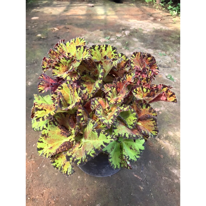 Tanaman hias begonia sultan brunei | begonia sultan dewasa super rimbun