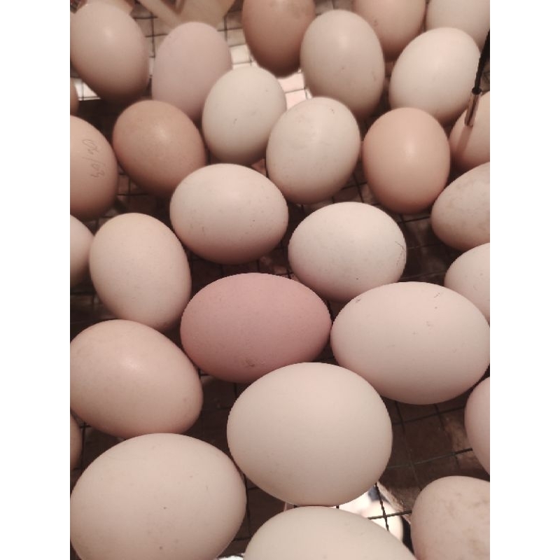 

Telur tetas kuntara 4 fertil