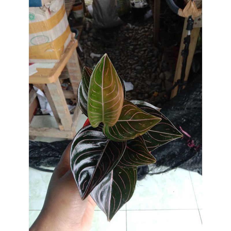 COD Rotundum Aceh ukuran Remaja murah 3 pohon