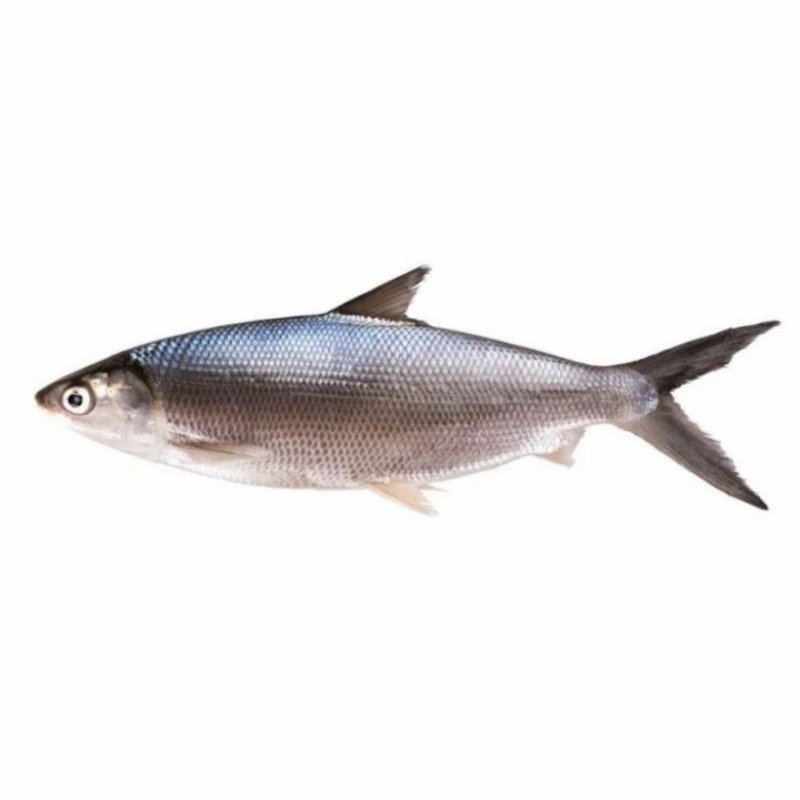

Ikan Bandeng Fresh