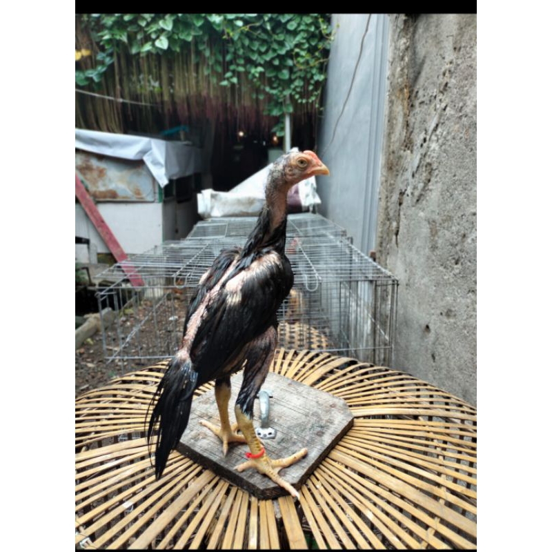 Anakan Ayam Ekor Lidi