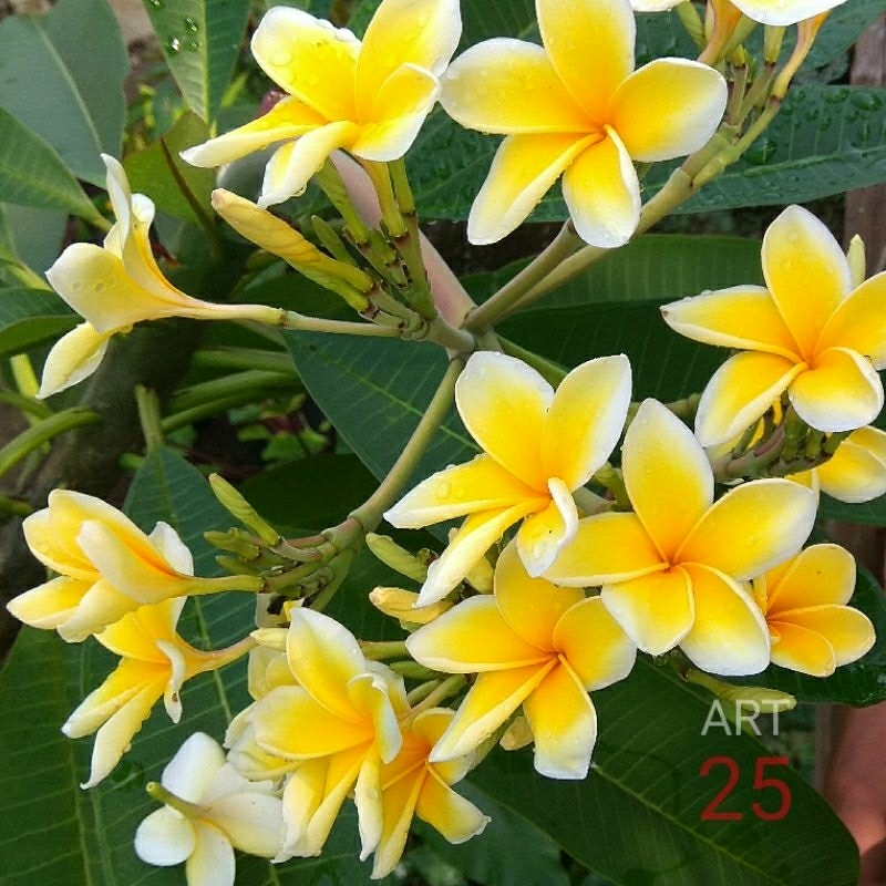 Plumeria 'Cendana' Kamboja Bali Kuning Harum