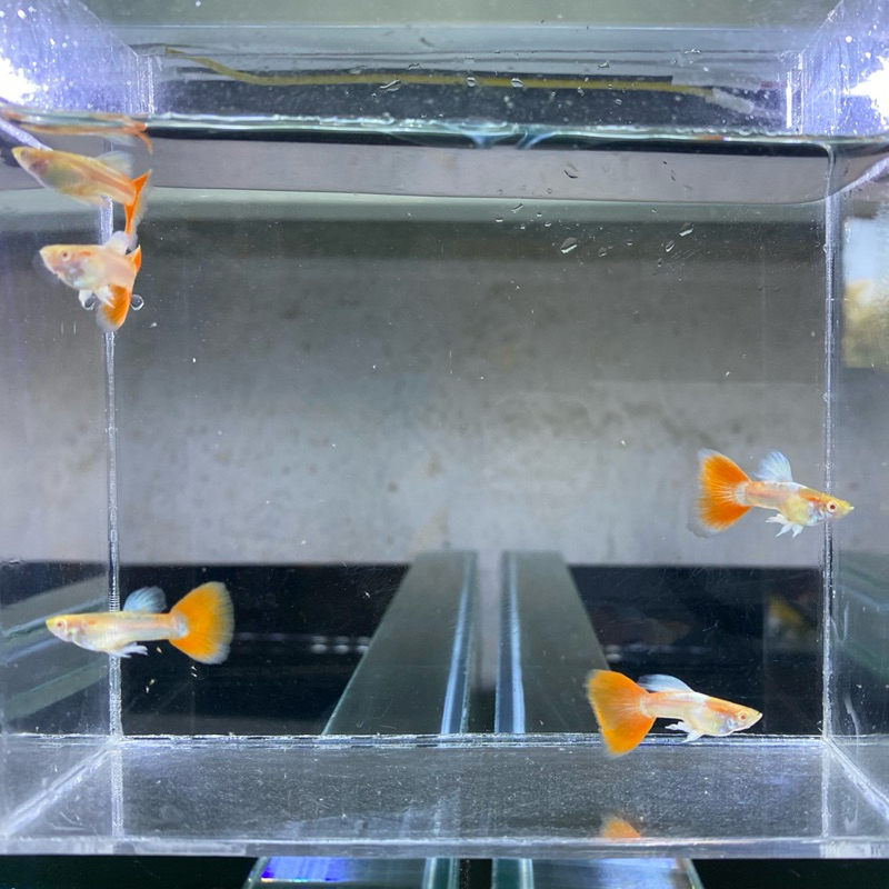 ALBINO SKY RED/ SKY BLUE KOLAM MINI GUPPY