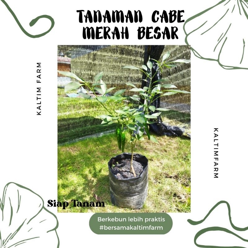 

TANAMAN CABAI MERAH BESAR (SIAP TANAM) - KALTIMFARM