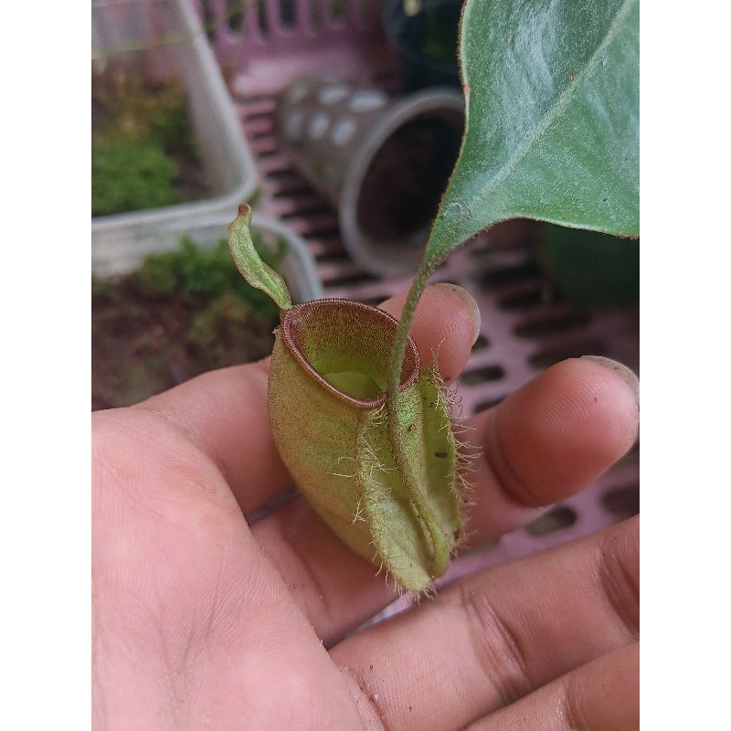 Kantong Semar Nepenthes Ampullaria Hijau