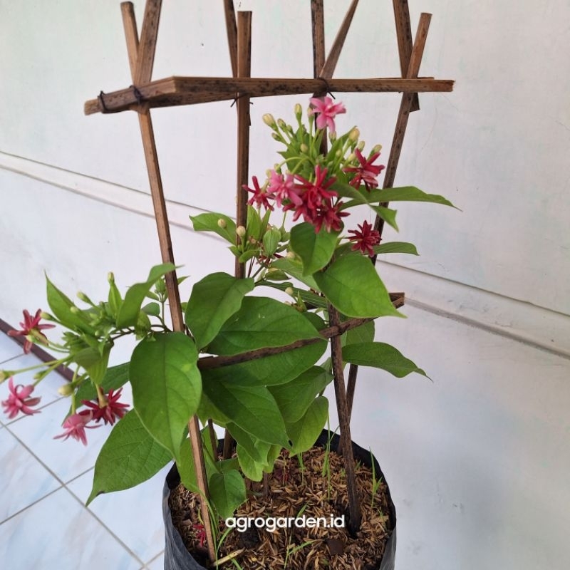 Tanaman Hias Melati Belanda Tumpuk - Melati Belanda Tumpuk harum - melati belanda rimbun sudah berbu