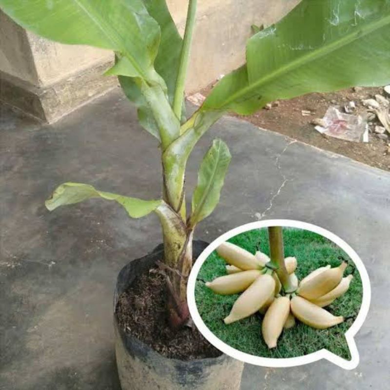 BIBIT POHON PISANG MAS