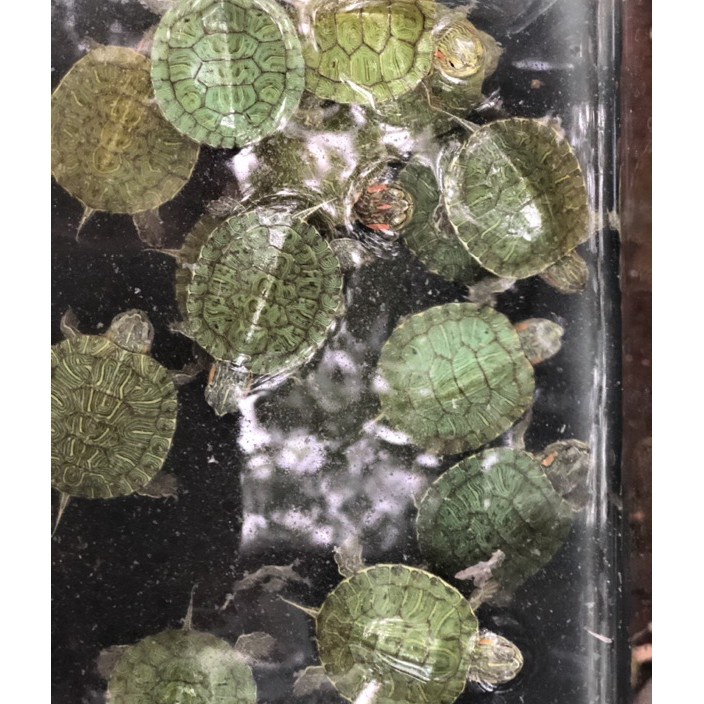 Hemat dan Berkualitas KURAKURA BRAZIL SIZE SMALL