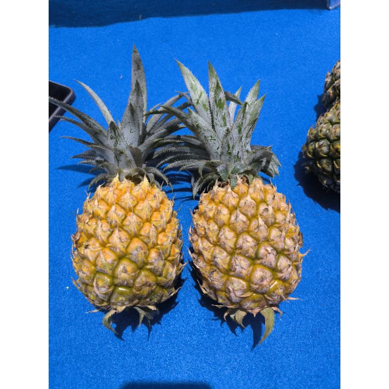 

nanas manis asli kelud