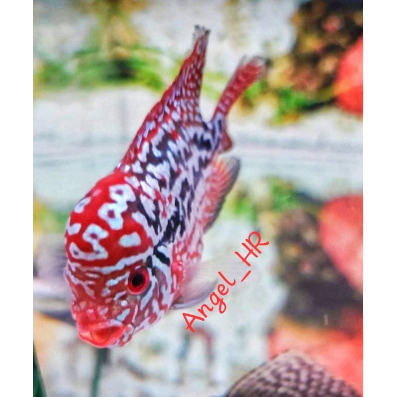 HR-Progresan red king kamfa f2 super thailand grade vvip