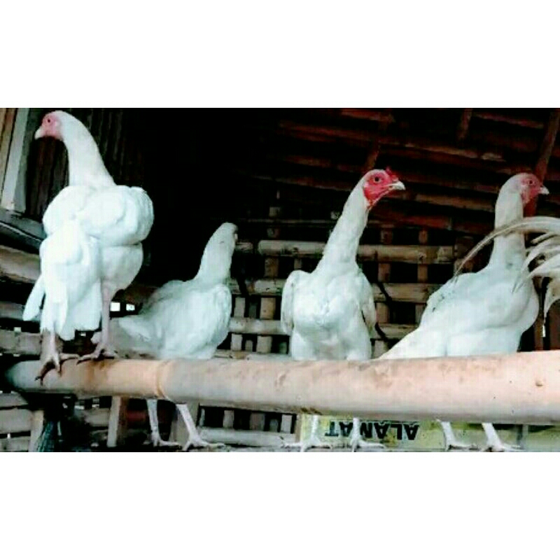 Ayam Bangkok Betina putih usia 8-10bulan