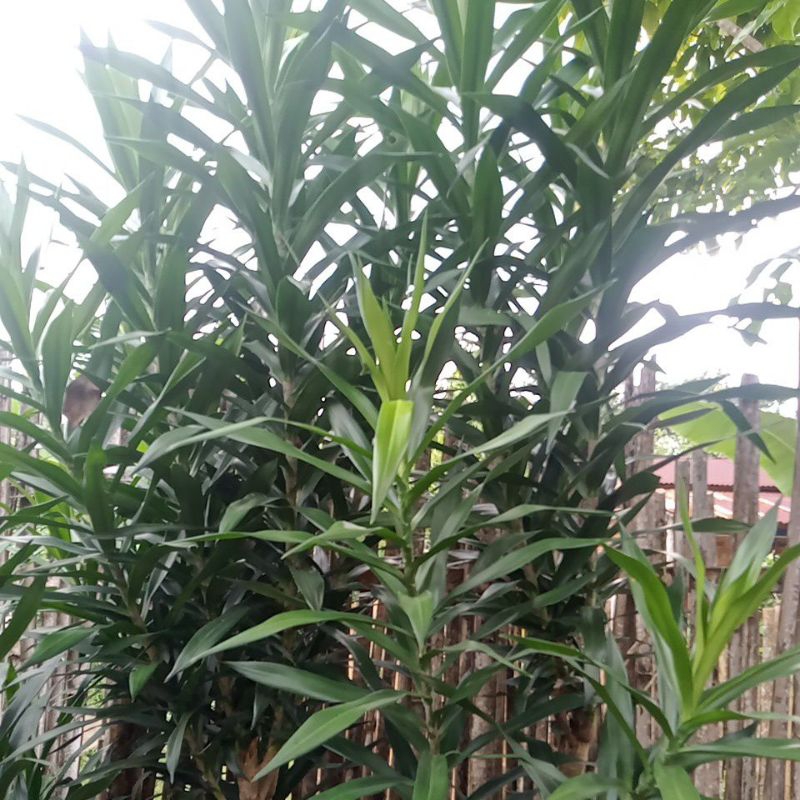 

daun suji / 1 ikat isi 30 lembar