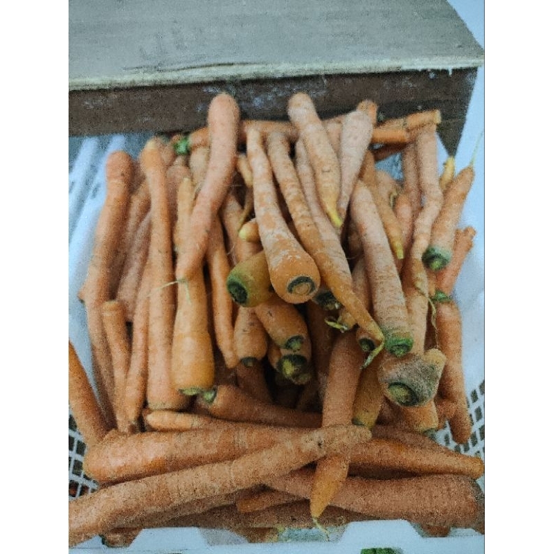 

wortel fresh dan segar