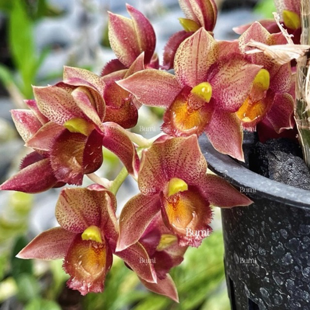 BUMI ORCHIDS Clowesetum Colleen Dunne - Catasetum FDK Orchids Anggrek