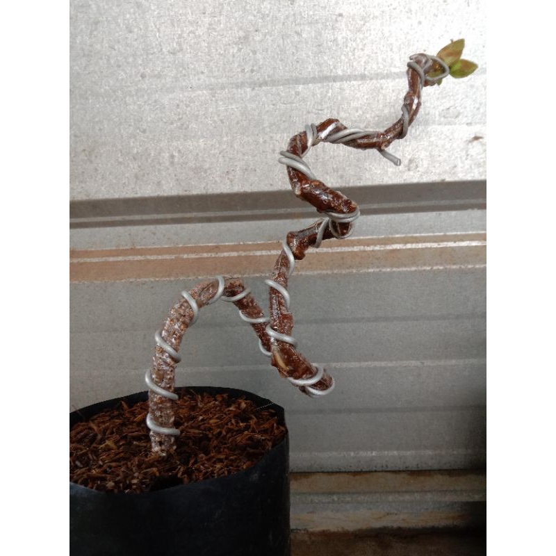 bahan bonsai waru extreem, bibit bonsai waru, bibit waru meliuk, waru meliuk