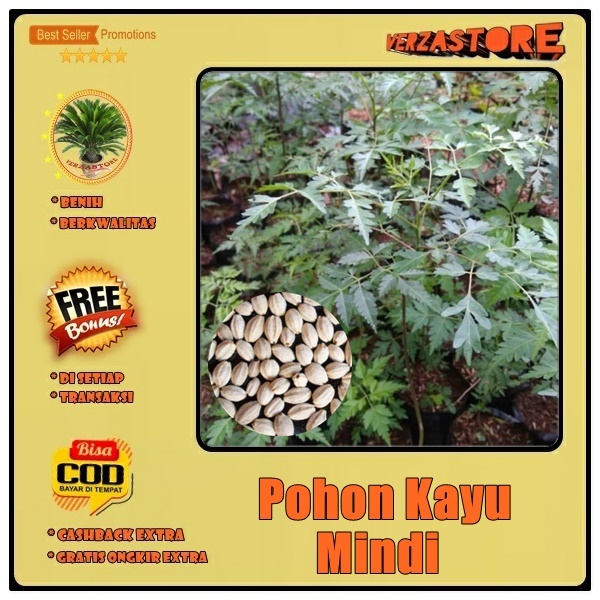 biji benih pohon kayu mindi / 5 biji