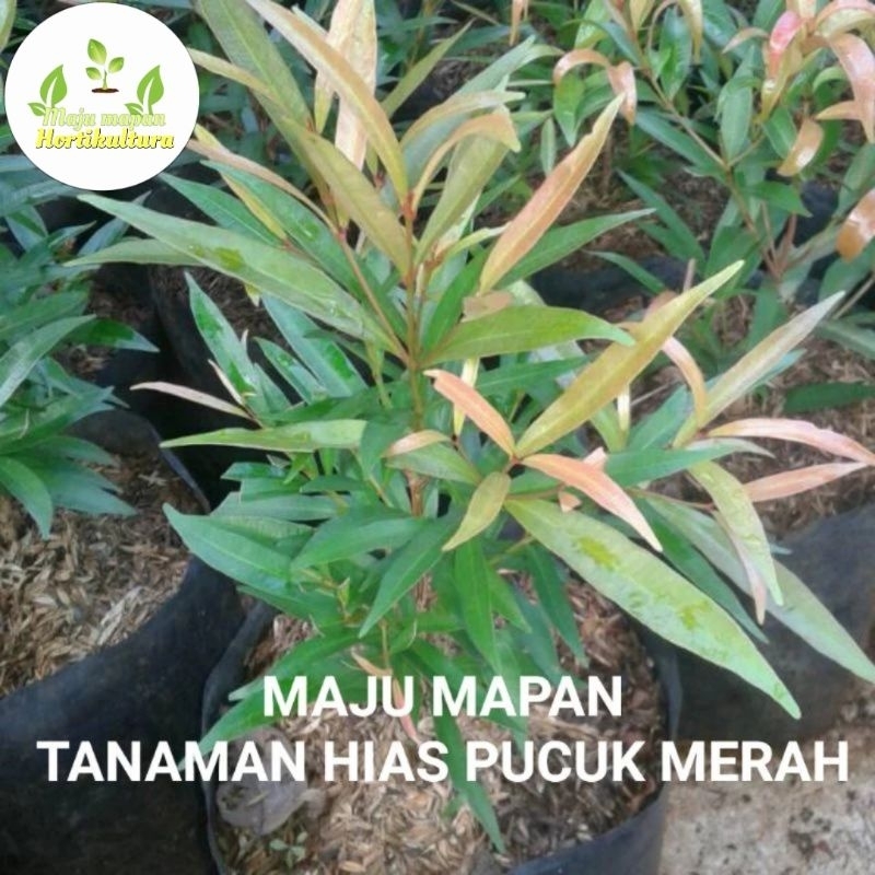 TANAMAN HIAS PUCUK MERAH/BUNGA PUCUK MERAH
