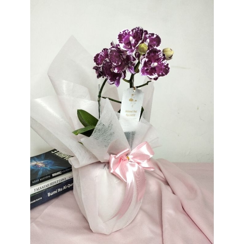 Anggrek Bulan Mini Merah - Mini Pot Keramik D12