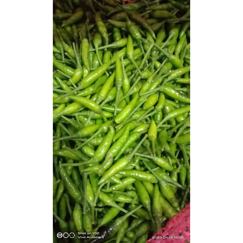 

CABE TAMANAN FRESH GOOD QUALITY