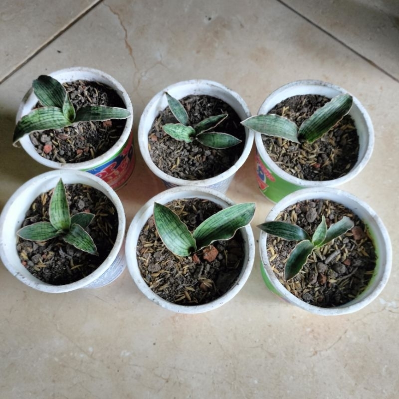 Sansevieria Cleopatra