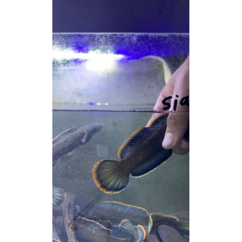 

C.limbata size 15-20cm