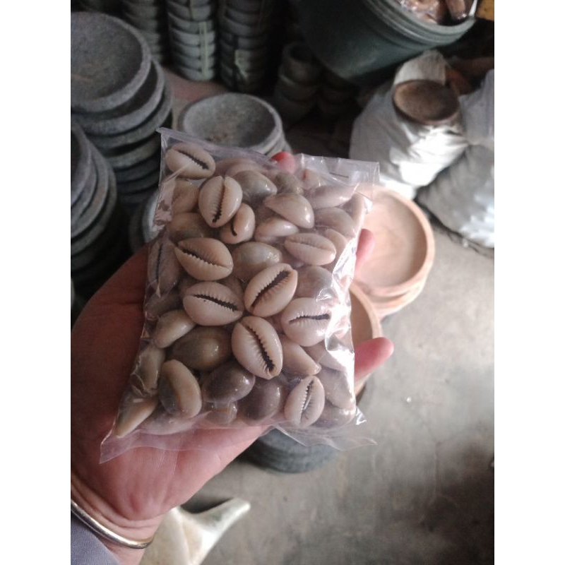 MUL Biji congklak dari kerang asli ukuran besar isi 105 pcs