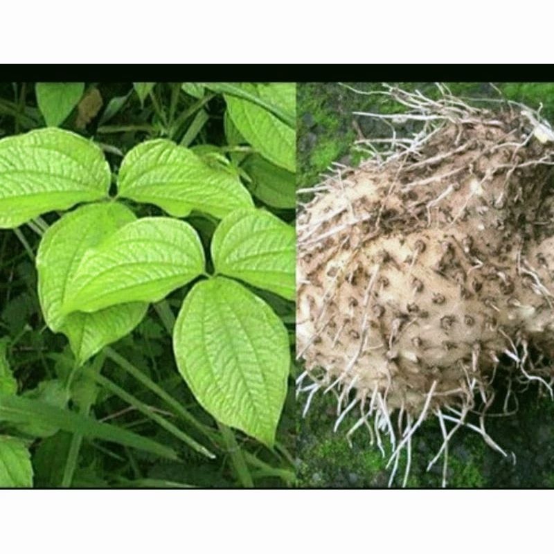 bibit umbi gadung TERMURAH