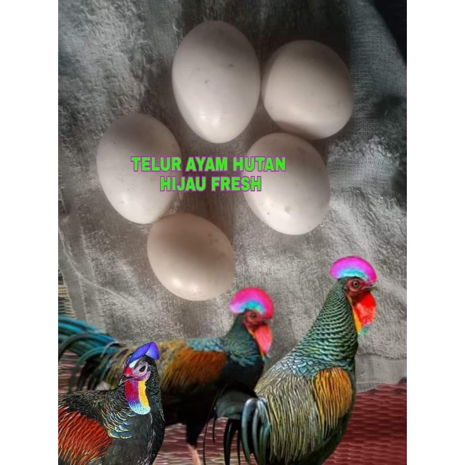 TELUR AYAM HIAS HUTAN FERTIL UNTUK DITETASKAN