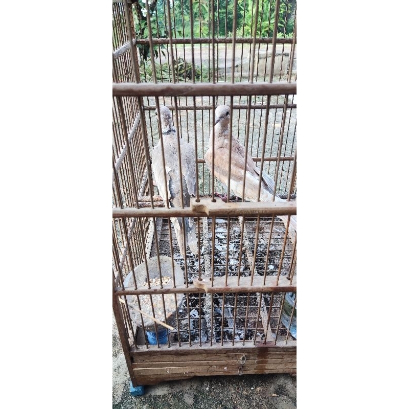 PUTER PELUNG / PUTER IRAK / BURUNG PUTER / PELUNG