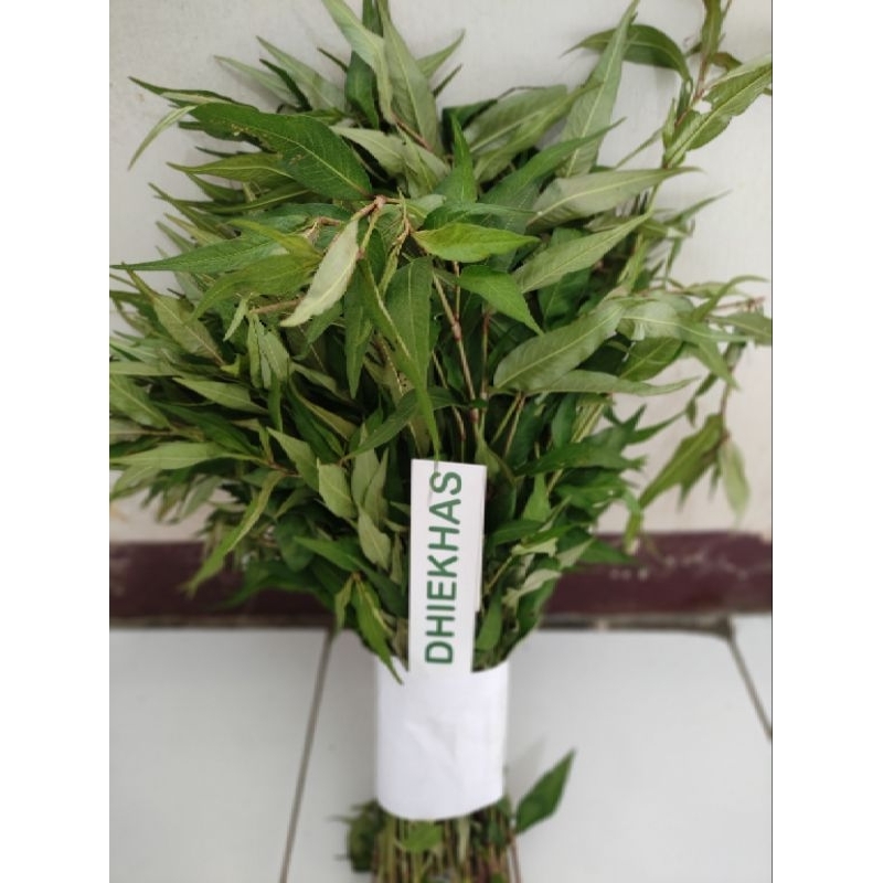 

Daun kesum fresh 500 gram / daun laksa leaf segar organik