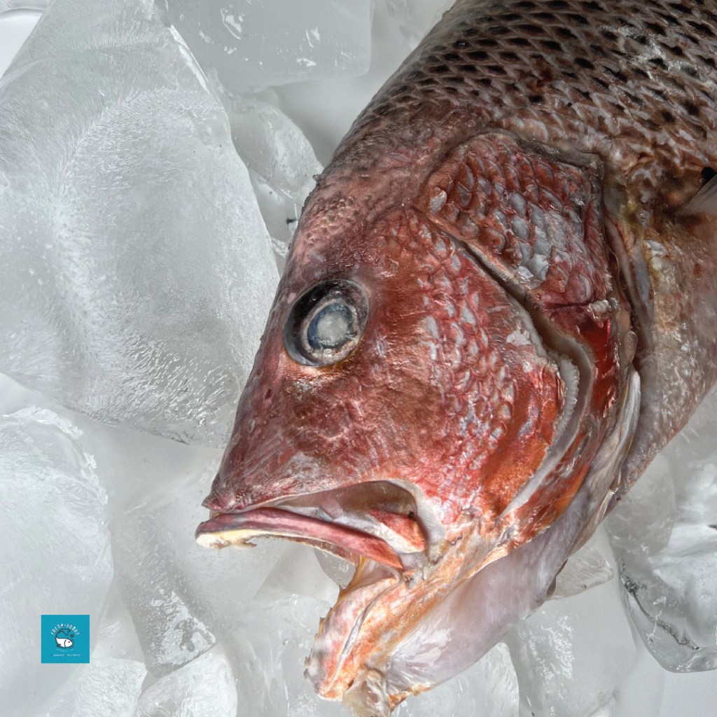 

kan Kakap Merah Jenaha DIJAMIN SEGAR DAN BERKUALITAS By FreshGoods Jakarta Barat