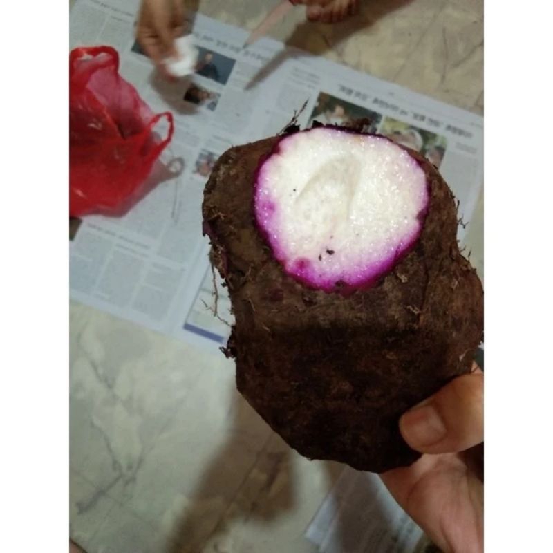 

Uwi Ungu / Talas Keribang / Taisu / Tuace / Purple Yam / Ubi Ungu / Umbi Ungu / Diascorea