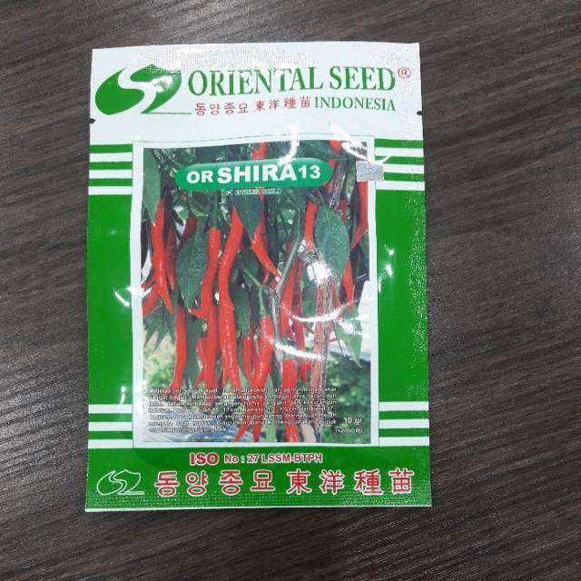 BENIH CABE BESAR OR SHIRA 13