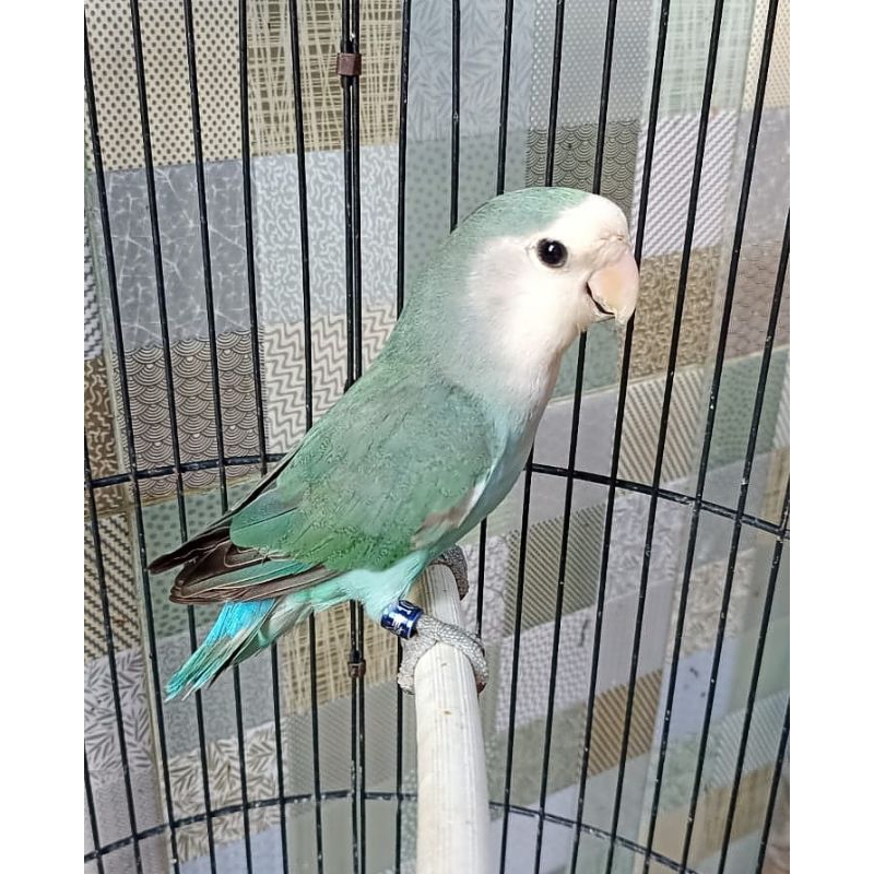 Burung Lovebird NK tosca